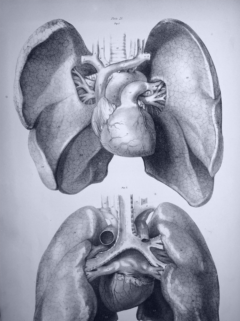 Anatomical drawing of lungs