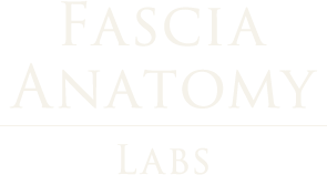 Fascia Anatomy Labs