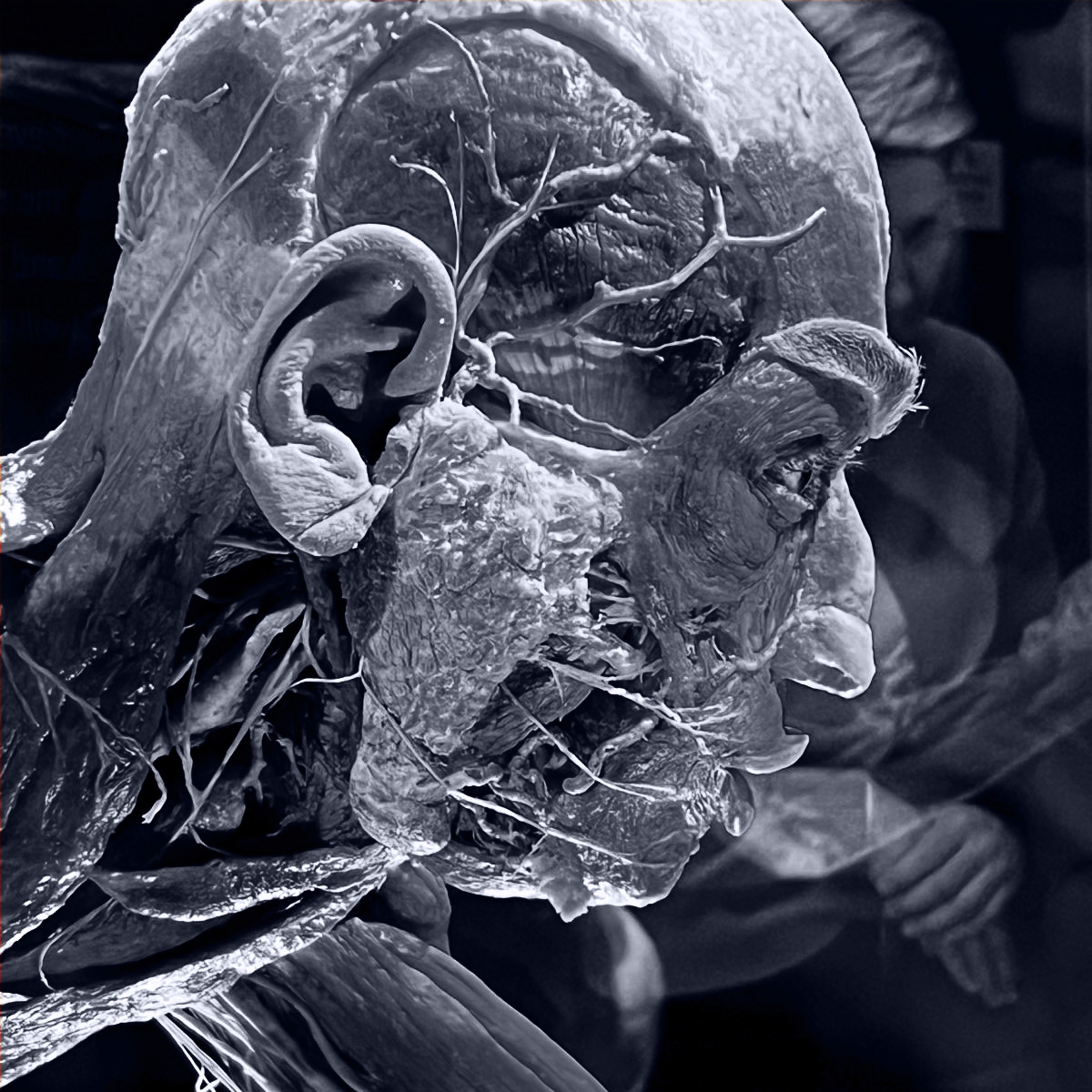 Plastinarium image 3