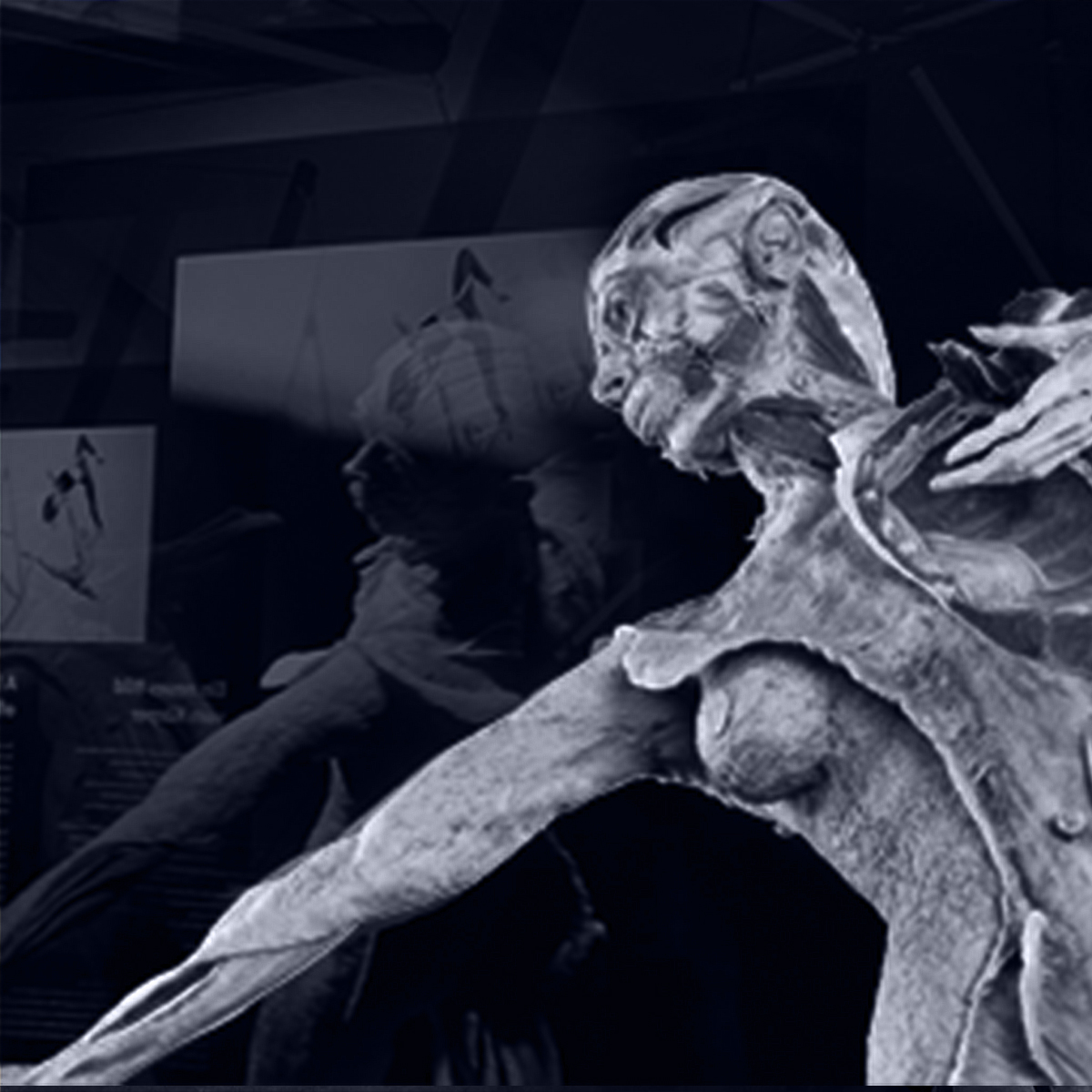 BODYWORLDS exhibition
